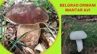 Belgrad Ormanı Mantar avı Haziran 2023