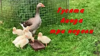 Гусята линдовской породы три недели