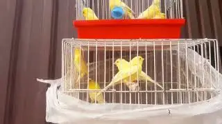 Andijon soy qush bozori // Андижон сой куш бозори