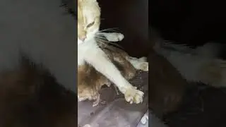 Сначала думали что 5 котят)