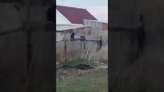 КАРГА МЕН КАРА МЫСЫК 2018