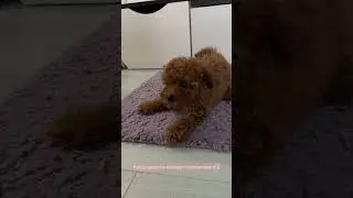 Как щенок той пуделя защищается от видеокамеры))) ух!!!🐾🔥