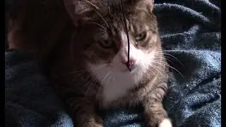 Cute Purring Cat Playing with String and Cuddling