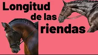 ¿A que longitud hay que llevar las riendas cuando montamos a caballo?