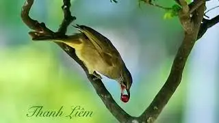 Tiếng hoành hoạch dùng để đánh không tạo âm