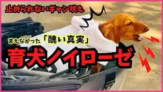 育犬ノイローゼ　『1年以上爆吠えが止まらない愛犬』