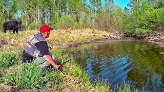 BOAR SWAMP IS THRILLED WITH CRUCIAN CARP! Found a lake in the wildest places. Float fishing
