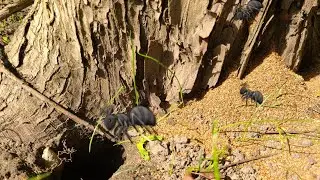 Ants moving saw dust.