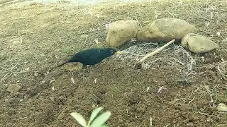 hunting birds bey wire trap with net