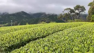 Japanese Organic Kabuse Tea, 2021