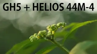 GH5 + Helios 44M-4 Test (Bokeh, Flare, and Backlight on Leaves) in 4K