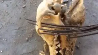 Lo mas raro del mundo