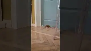☕🥐Ёжик Пряник гуляет в комнате