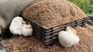 Lion's Mane cultivation in the Forest Garden