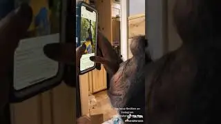 Обезьяна нашего времени )))