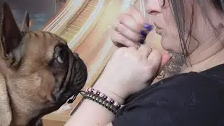 Cute French bulldog pranked with Invisible treats! Yager French Bulldog