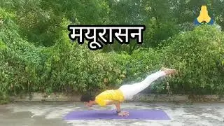 How-To-Do Peacock Pose (Mayurasana) with Yoga Master vipin Rana