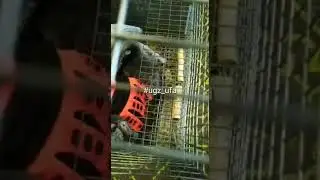 Спасение шиншиллы