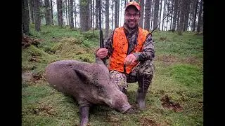 🐗 Villisikaa kyttäämässä Ikaalisissa - Aina ei tarvitse lähteä 