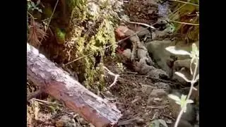 Perro que come chivo