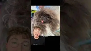 The World's Ugliest Dog