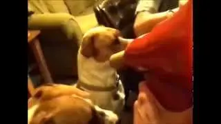 Moe talking into a megaphone - Talking Dogs Talking like humans