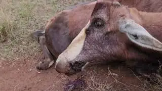 SAHJ - Blesbuck Bow Hunt HE WAS WOUNDED????