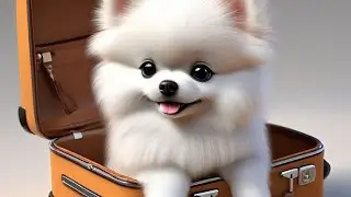 video for dogs watch to relex#cutedog #catlover #cat #cute
