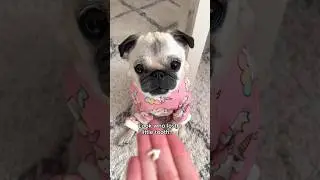 Loulou gets a visit from the TOOTH FAIRY! 🦷🧚🏼‍♀️✨ 