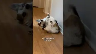 Corgi Looks Like a Potato