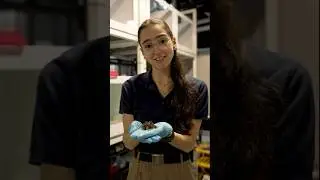 Let’s talk about sea urchins!