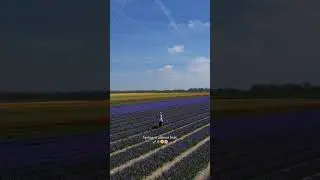 Spring Flowers in the Netherlands