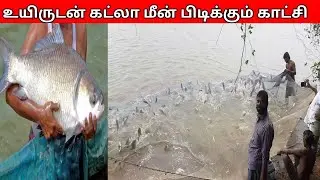 உயிருடன் பெரிய கட்லா மீன்கள் பிடிக்கும் வீடியோ / Big Size Katla Fishing Live