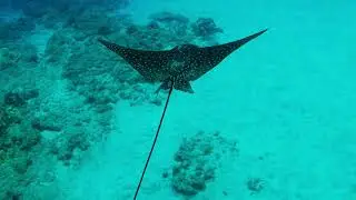 Spotted Eagle Ray Snorkeling and Diving at Makena Landing - Maui Hawai, shot by DJI Drone and GoPro