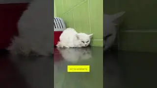 Котики приюта посетили ветеринарную клинику