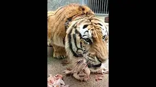 Tiger protects his food