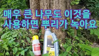 엔진오일과 이것이 만나면 나무 뿌리가 녹아요 소리 소문 없이 설명참조 큰나무죽이는방법