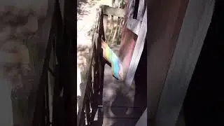 Чудесариум🏞️☀️