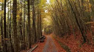 20201027 Smarty fall Vosges 1920