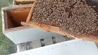 Stok Çok Az. 2. Şoklama Şart