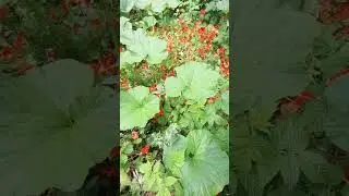biodiversidad