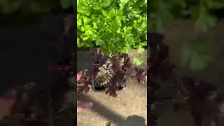 Гейхеры