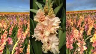 Gladiolus flower beauty (HD1080p)