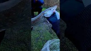 С ТАКОЙ ПОКЛЕВКОЙ СЕЛА🔥 #fishing #fish #fishingvideo #рыбалка #pike #shimano #pikefishing #киев