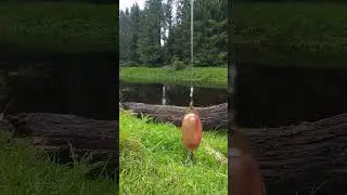 #карась #fishing #карп #carpfish #щука #fish #рыбалка #freshwaterfish #рыба #рыболовная