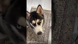 Хаски Байкал , лучший охраник