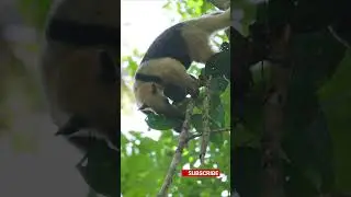 Anteater's Secret Tree Food Hunt