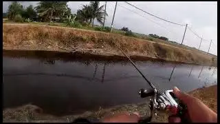 snakehead hunter