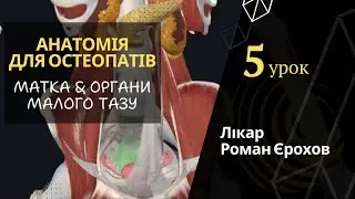 МАТКА & ОРГАНЫ МАЛОГО ТАЗА | 5 УРОК | АНАТОМИЯ ДЛЯ ОСТЕОПАТОВ | Роман Ерохов
