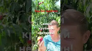 Обзор нектарина Свит Леди!